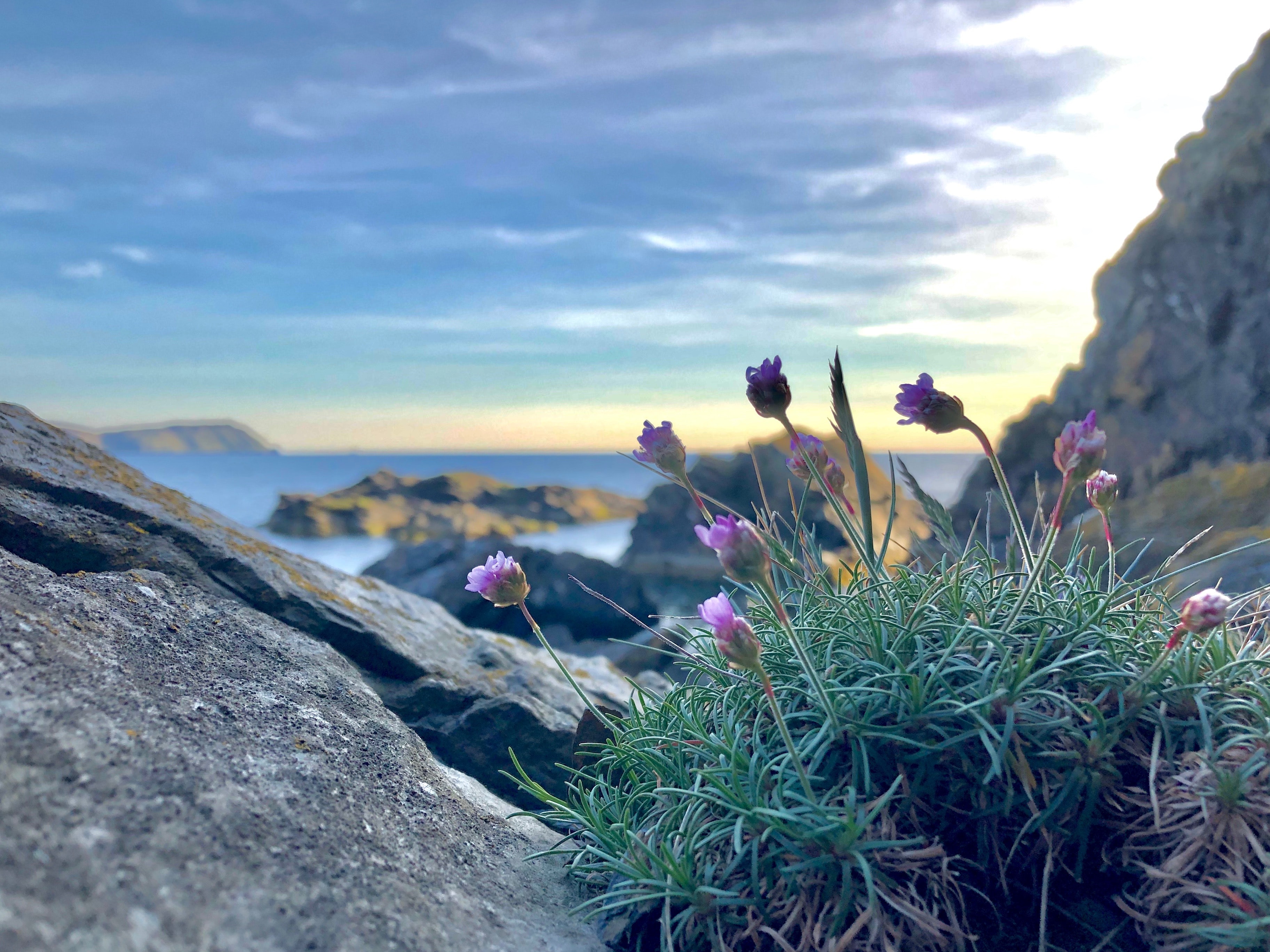 On a mountain, overlooking a beautiful vista, a cluster of pink flowers grows in the crack of a boulder